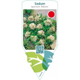 Sedum spurium ‘Album’