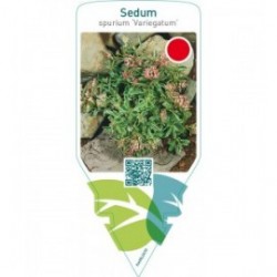 Sedum spurium ‘Variegatum’