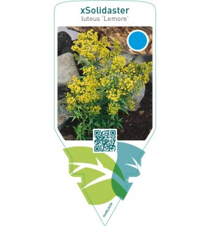 Solidaster luteus ‘Lemore’