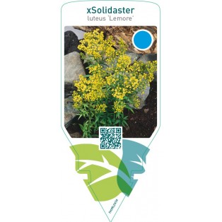 Solidaster luteus ‘Lemore’