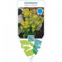 Solidaster luteus ‘Lemore’