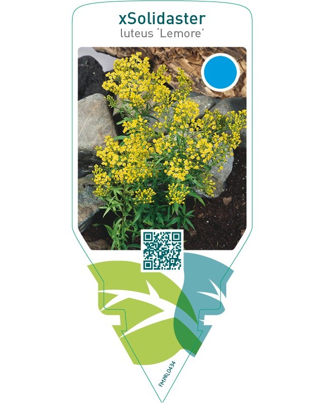 Solidaster luteus ‘Lemore’