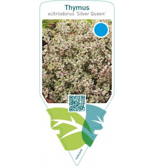 Thymus citriodorus ‘Silver Queen’