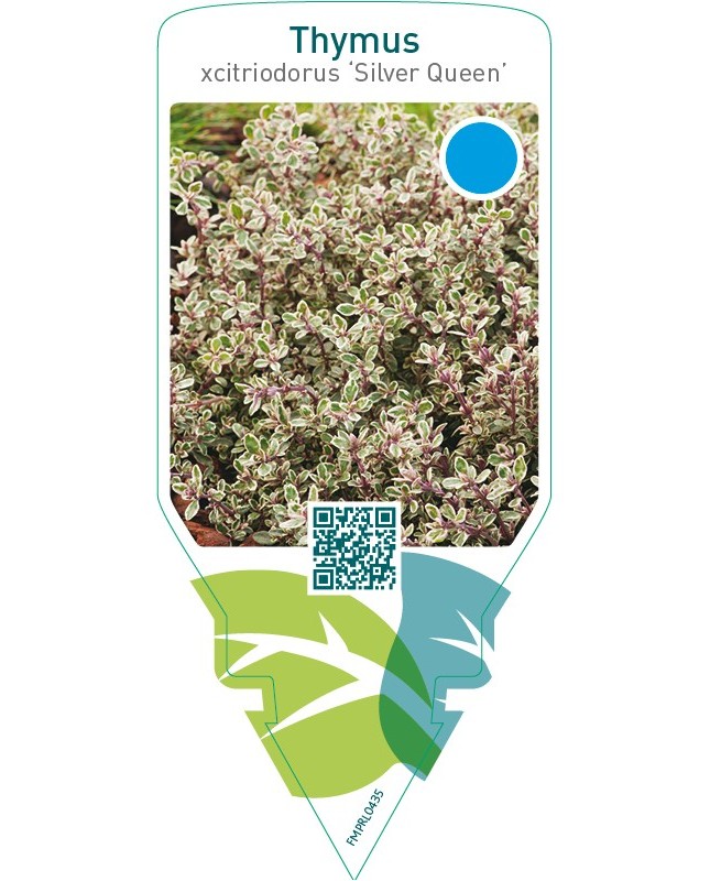 Thymus citriodorus ‘Silver Queen’