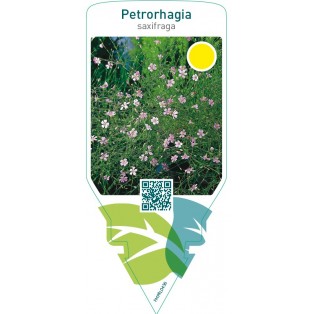 Petrorhagia saxifraga