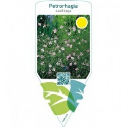 Petrorhagia saxifraga