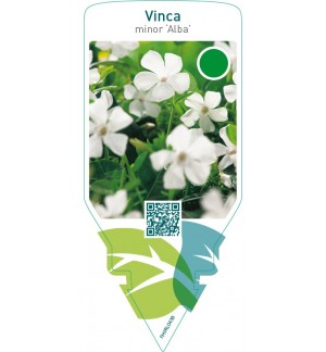 Vinca minor ‘Alba’