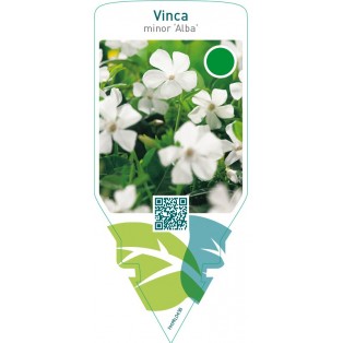 Vinca minor ‘Alba’