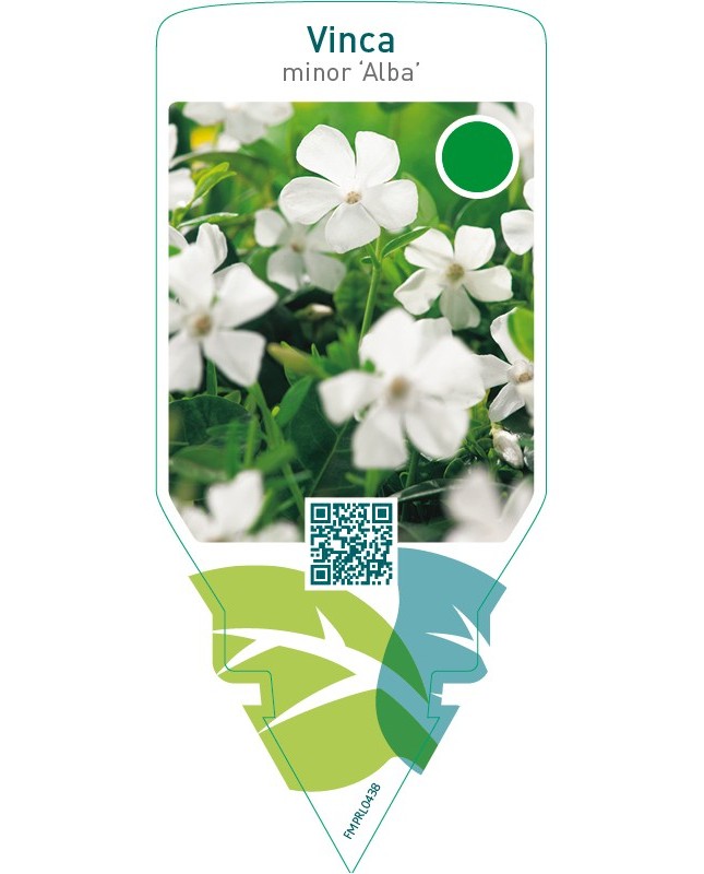 Vinca minor ‘Alba’