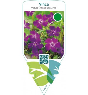 Vinca minor ‘Atropurpurea’