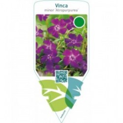 Vinca minor ‘Atropurpurea’