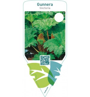 Gunnera tinctoria