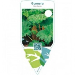 Gunnera tinctoria