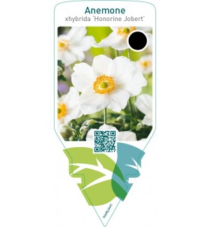 Anemone hybrida ‘Honorine Jobert’