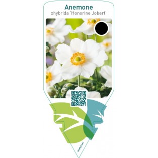 Anemone hybrida ‘Honorine Jobert’