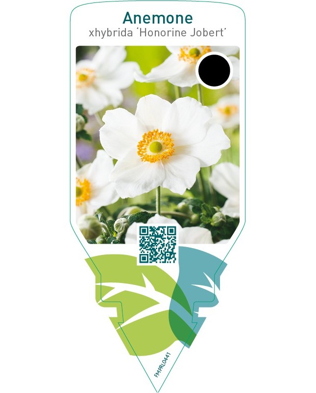 Anemone hybrida ‘Honorine Jobert’