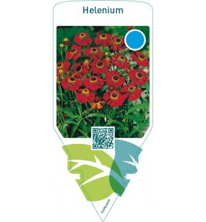 Helenium