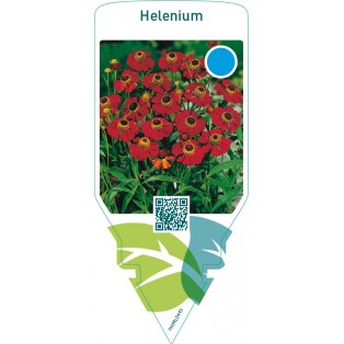 Helenium
