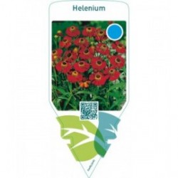 Helenium