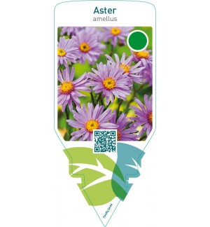 Aster amellus