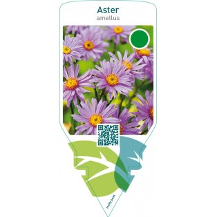 Aster amellus