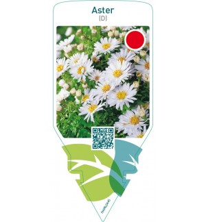 Aster (D)  white