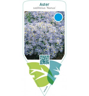 Aster sedifolius ‘Nanus’
