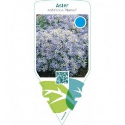 Aster sedifolius ‘Nanus’