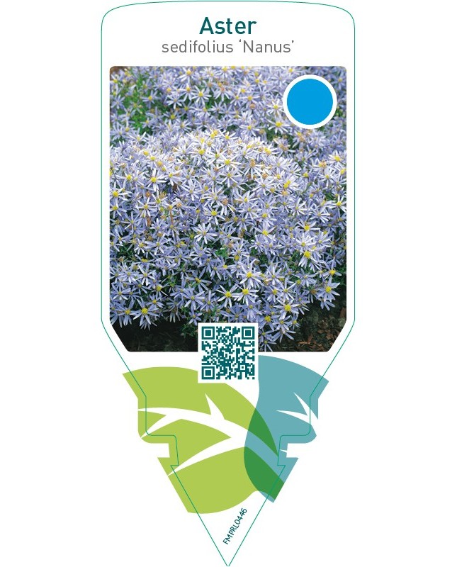 Aster sedifolius ‘Nanus’