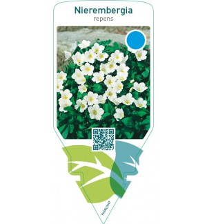 Nierembergia repens
