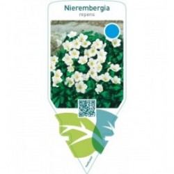 Nierembergia repens