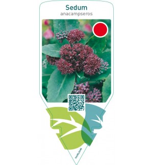 Sedum anacampseros