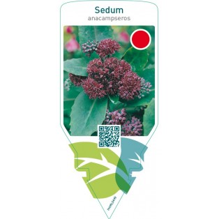 Sedum anacampseros