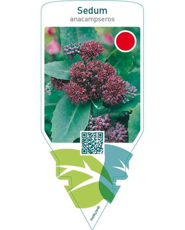 Sedum anacampseros