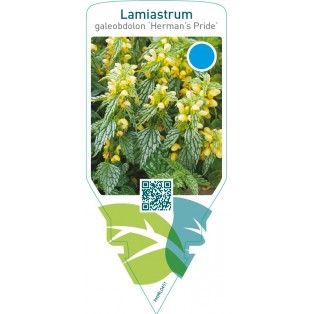 Lamiastrum galeobdolon ‘Herman’s Pride’