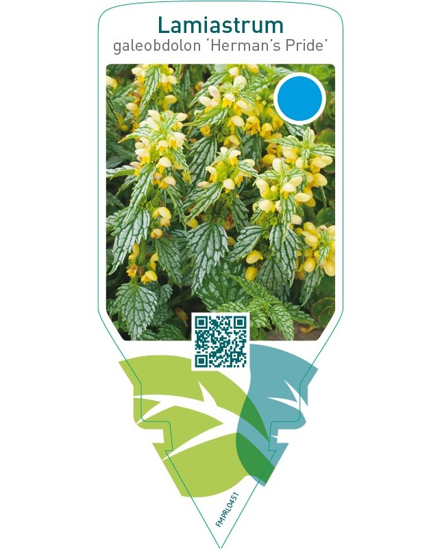 Lamiastrum galeobdolon ‘Herman’s Pride’