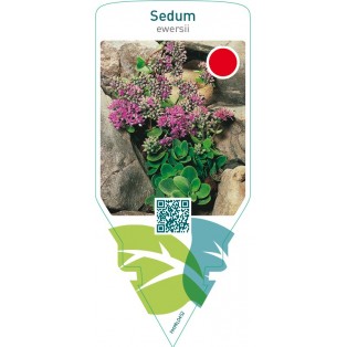 Sedum ewersii