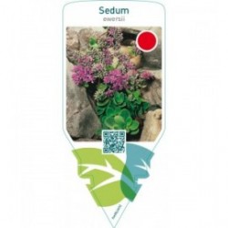 Sedum ewersii