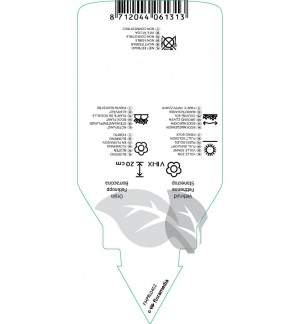 Etichette di Sedum ewersii *