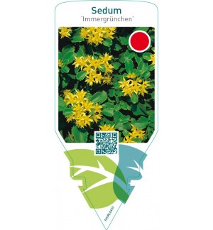 Sedum ‘Immergrünchen’