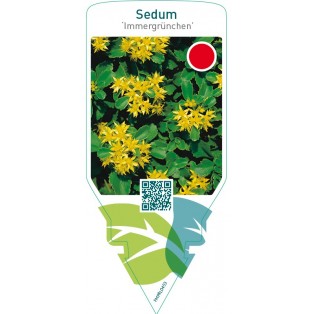 Sedum ‘Immergrünchen’