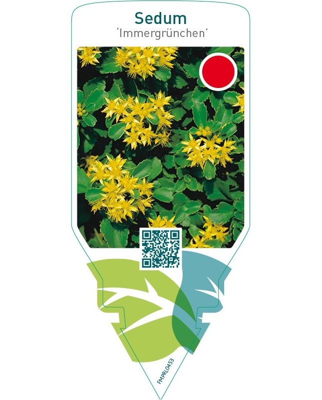 Sedum ‘Immergrünchen’