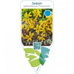 Sedum spathulifolium ‘Purpureum’