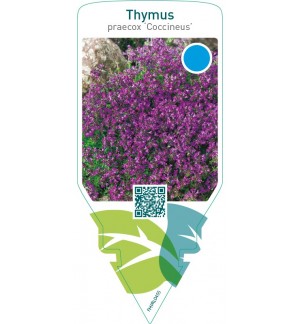 Thymus praecox ‘Coccineus’