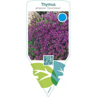 Thymus praecox ‘Coccineus’
