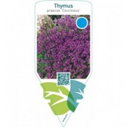 Thymus praecox ‘Coccineus’