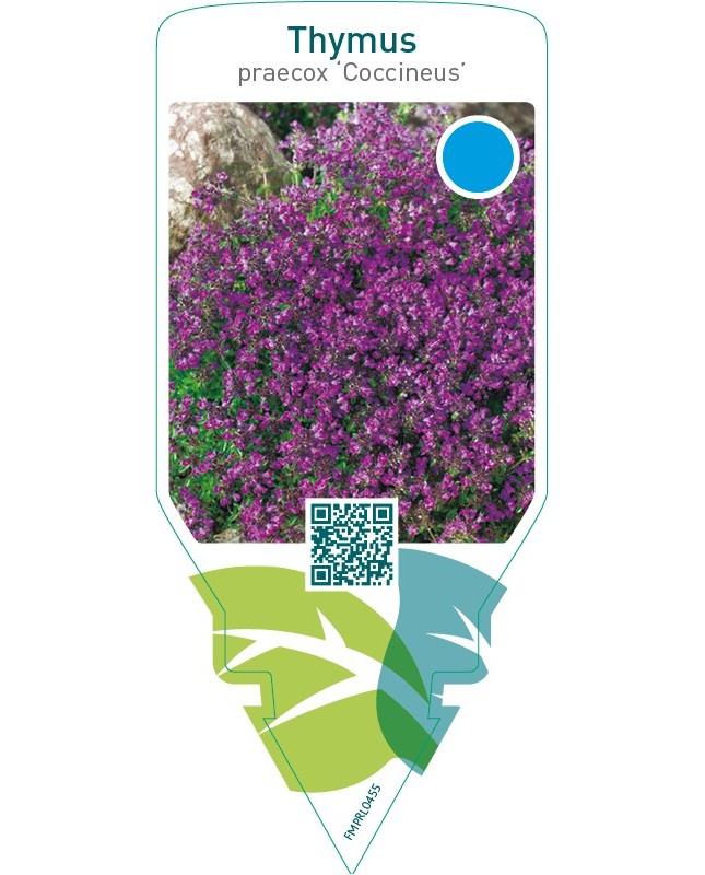 Thymus praecox ‘Coccineus’