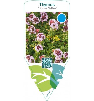 Thymus ‘Doone Valley’