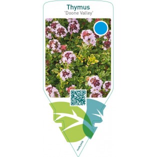 Thymus ‘Doone Valley’