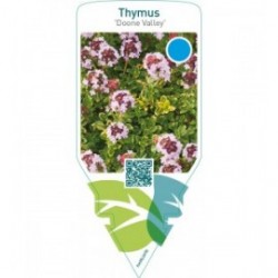 Thymus ‘Doone Valley’